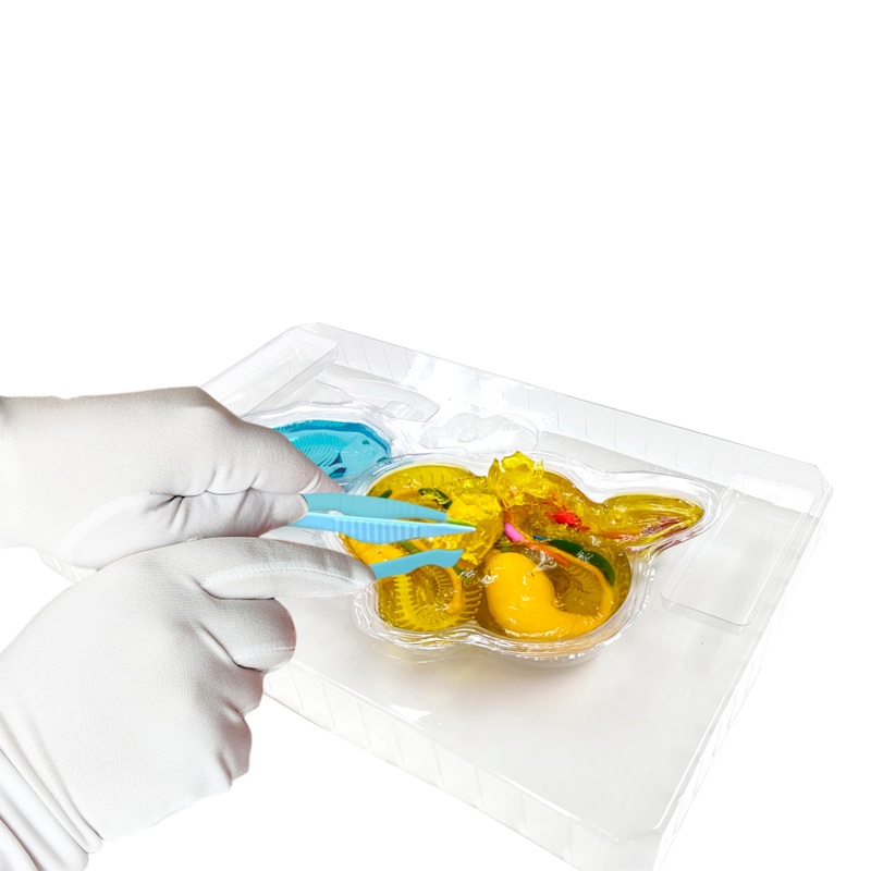 Dissect-it Anatomy Kit Mega Lab Rattlesnake and Piranha 4 Dissect-it Anatomy Kit Mega Lab Rattlesnake and Piranha