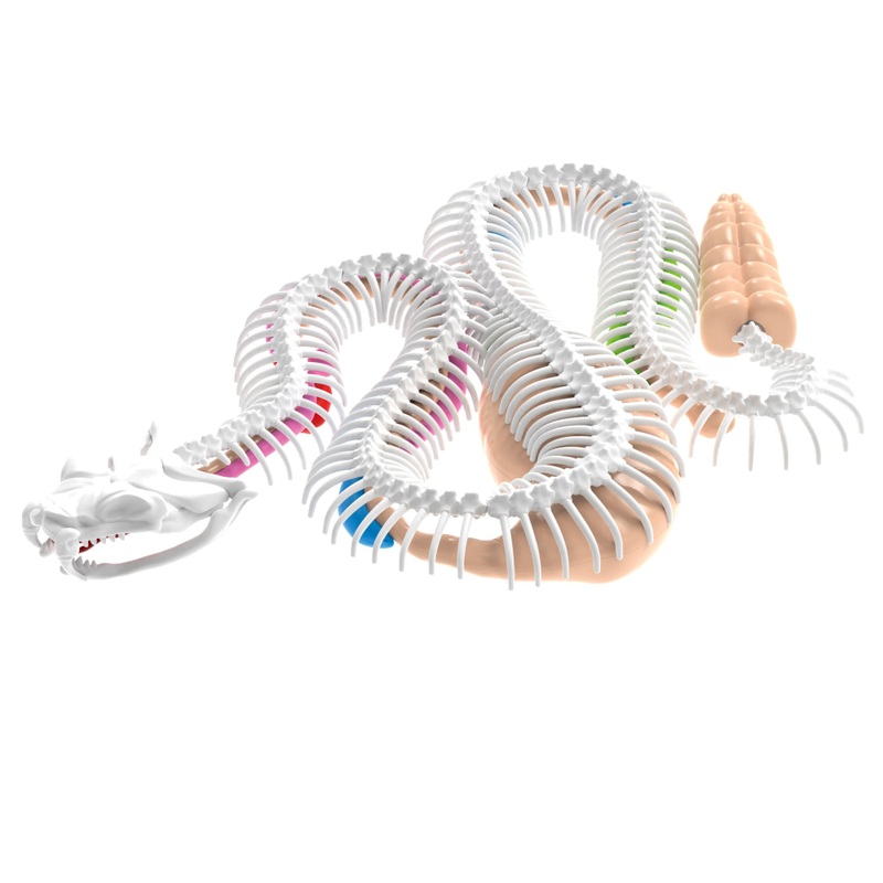 Dissect-it Anatomy Kit Mega Lab Rattlesnake and Piranha 5 Dissect-it Anatomy Kit Mega Lab Rattlesnake and Piranha