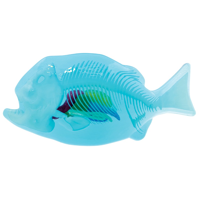 Dissect-it Anatomy Kit Mega Lab Rattlesnake and Piranha 6 Dissect-it Anatomy Kit Mega Lab Rattlesnake and Piranha