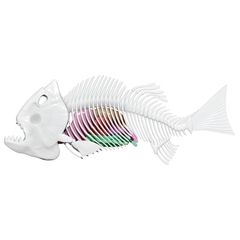 Dissect-it Anatomy Kit Mega Lab Rattlesnake and Piranha 8 Dissect-it Anatomy Kit Mega Lab Rattlesnake and Piranha