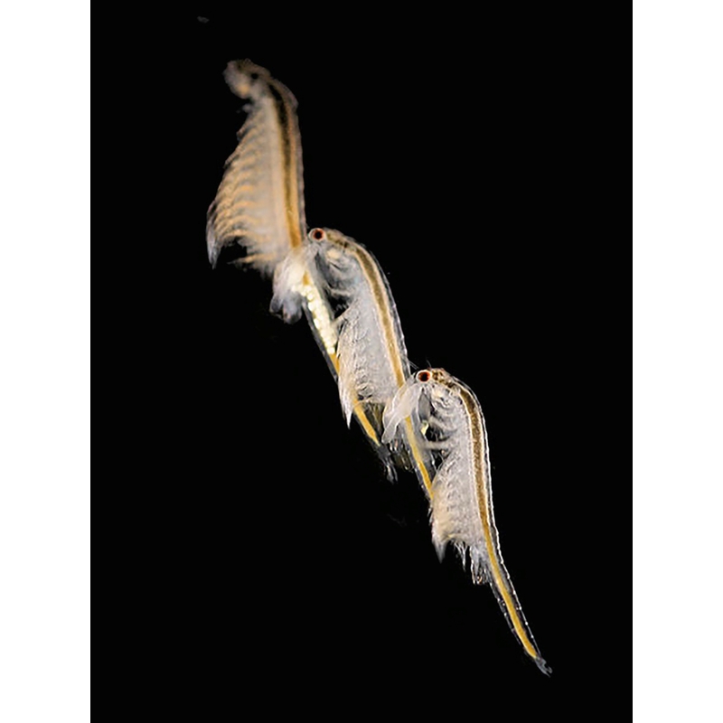 Aqua Dragons Underwater World Grow Tank 6 Aqua Dragons Underwater World Grow Tank