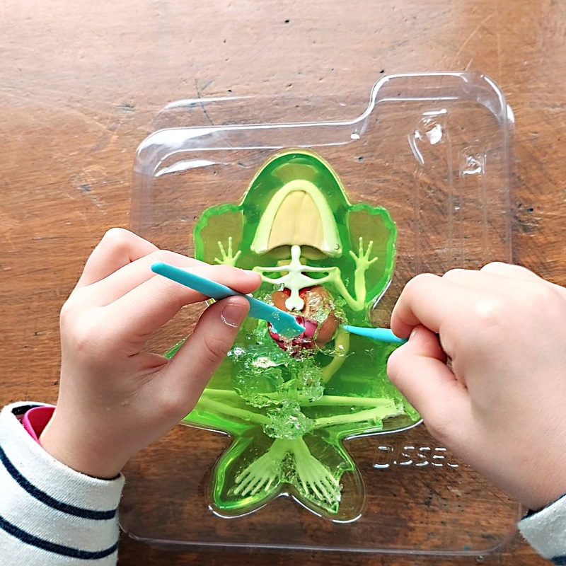 Dissect-it Anatomy Kit Super Lab Frog