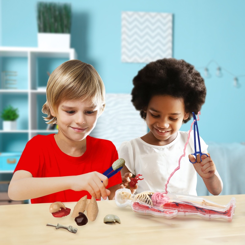 Wild Science Kit Squeezy Human Body Anatomy Set with Discovery Guide
