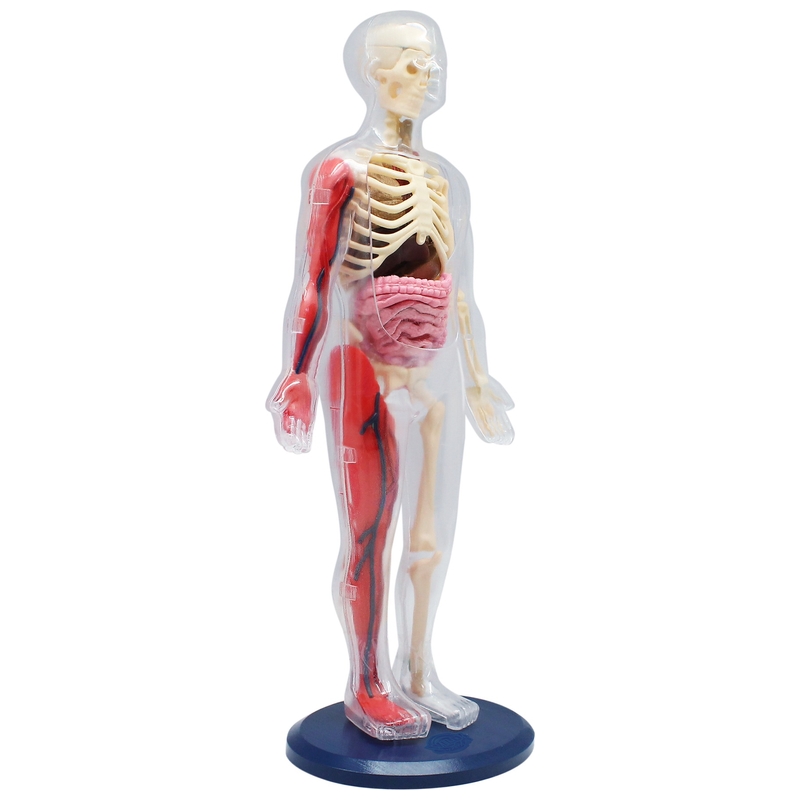 Wild Science Kit Squeezy Human Body Anatomy Set with Discovery Guide 4 Wild Science Kit Squeezy Human Body Anatomy Set with Discovery Guide