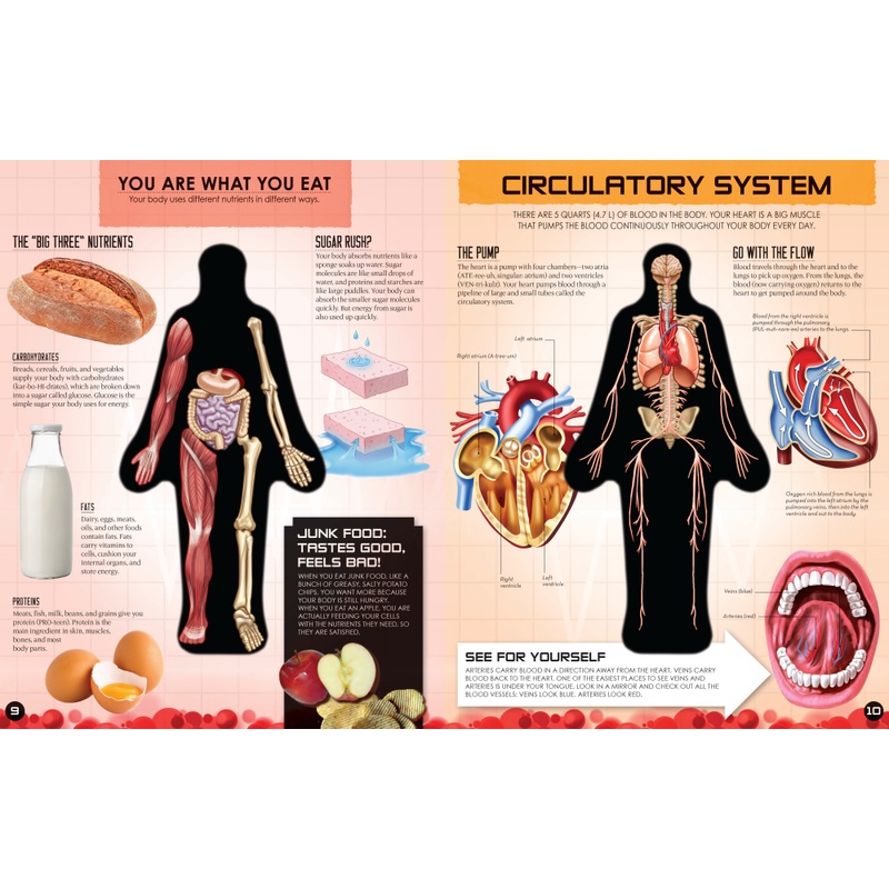 Inside Out Human Body Learning Book 4 Inside Out Human Body Learning Book